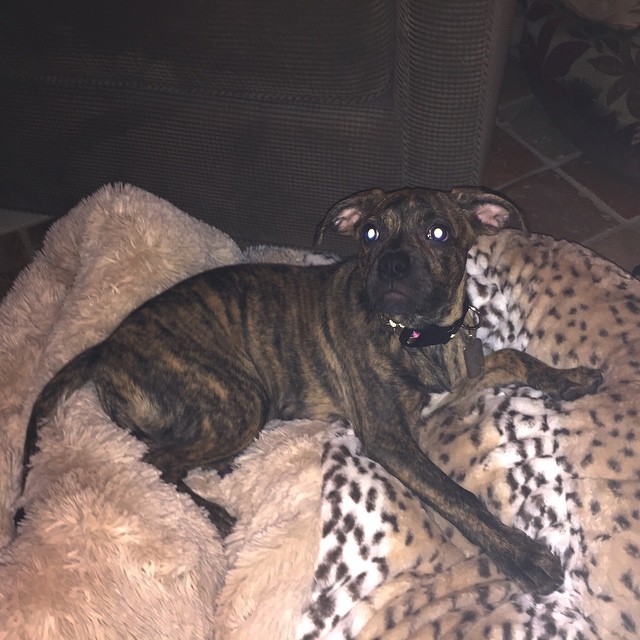 #nationalpuppyday missing my babies back home so much #cinnamon...