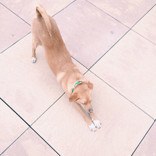 #nationalpuppyday #yoga #datass...