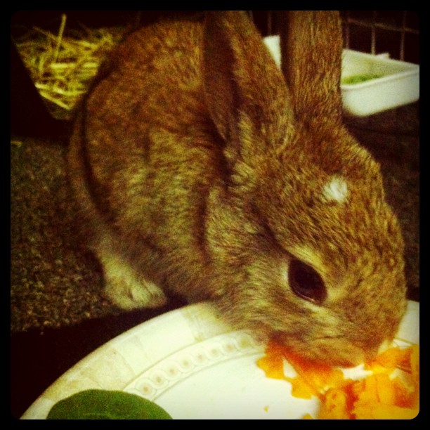 bunnies actually like carrots. it's real life. #BunnyNomz...