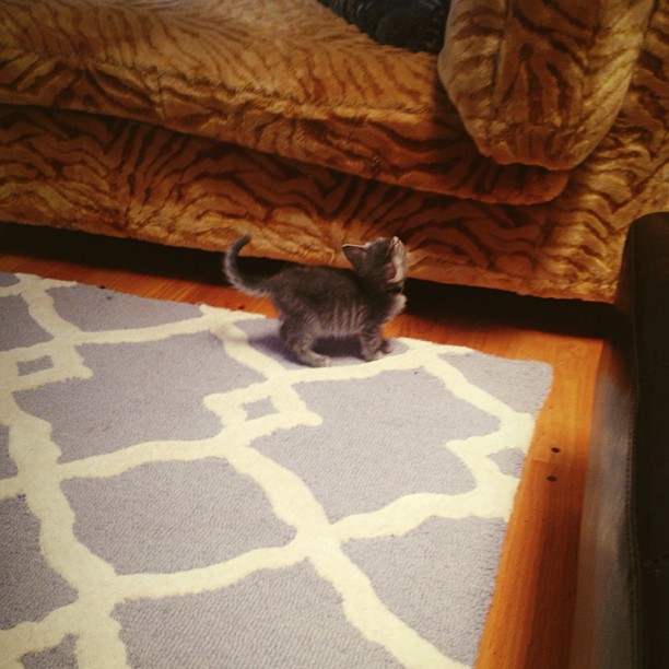 Y'all, it's a big world to be a kitten in....