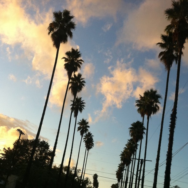 without photo-editing, this is my city's sky right now. palms & clouds & vibrant...