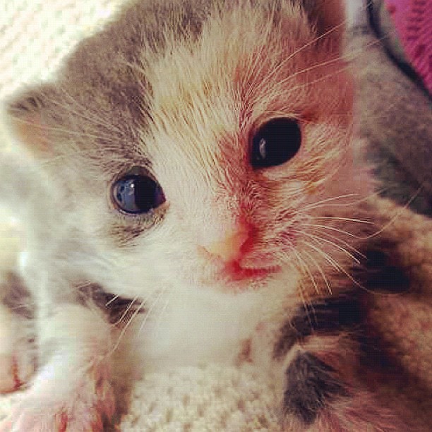 Nighty night tweeps #iwant1...