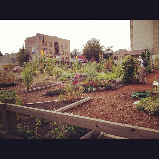 Beautiful garden in the middle of Vancouver ...