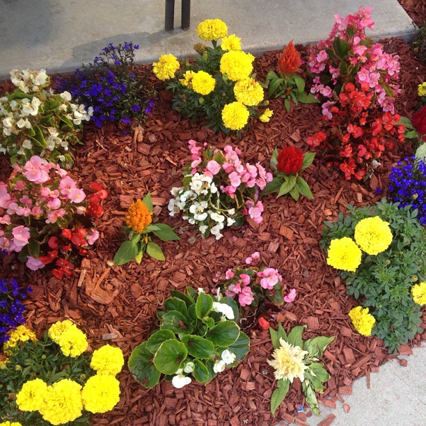 #summer #flowers...