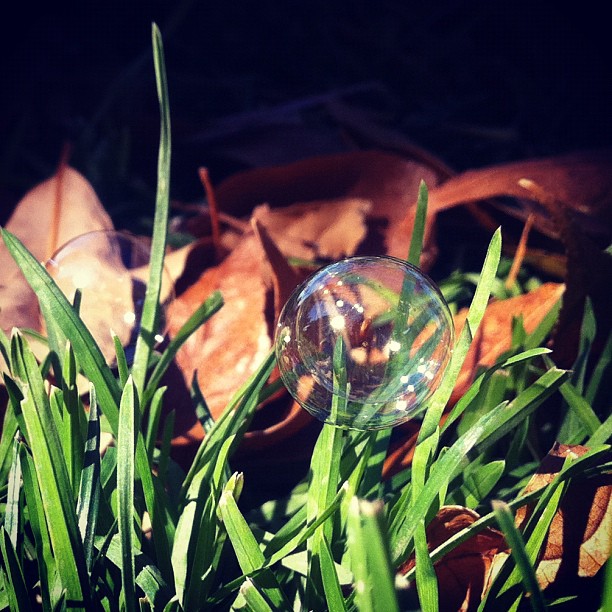 blowing bubbles in the park:...