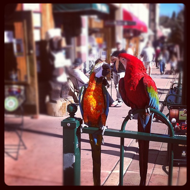 lovebirds:...