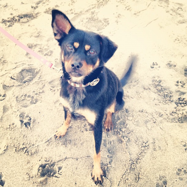 Coco's first time at the beach #mysweetbaby...