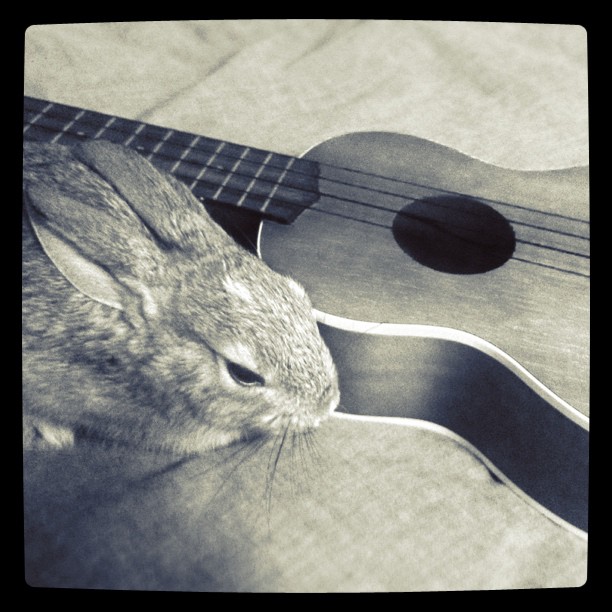 The Casanova Series: ukelele lovin'....