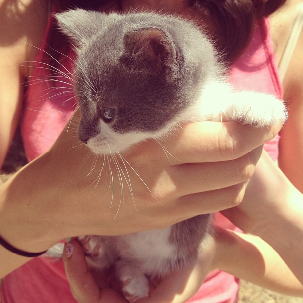 We saw the sweetest baby kitty ever on Runyon today.. Wanted to keep it so badly...