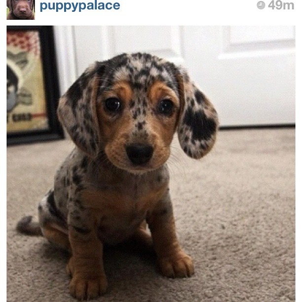Oh my god. I must have one! Does anybody know what kind of puppy this is? Thank ...