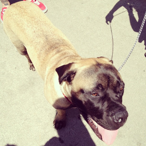 Went to the flea market this morning and saw this beautiful dog.. How sweet?...