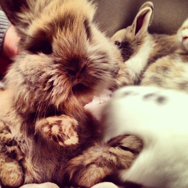 They call it a Lion Bunny and I want to kiss it on the nose & tell it all my sec...