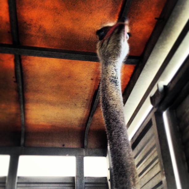 ostrich status....
