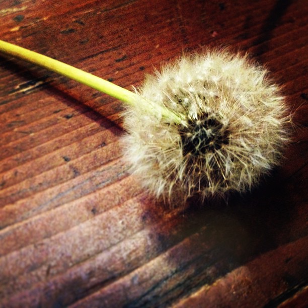 Wishes for daze...