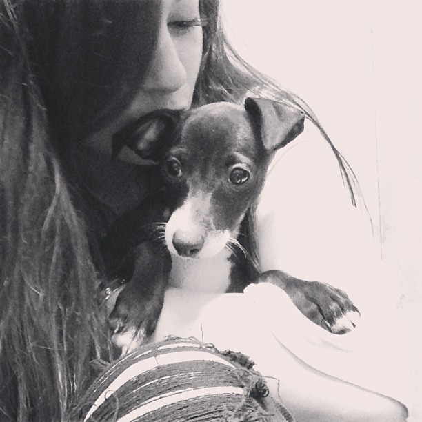 I need an Italian greyhound ...