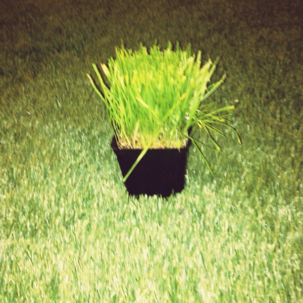 grass²...