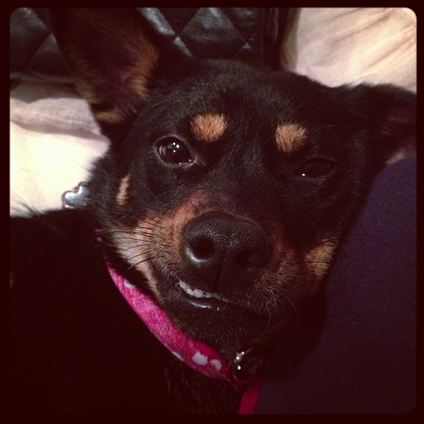 Thunder Buddy...