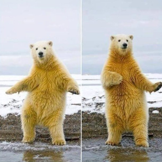 I really love this photo so much.  Bears are my new fav I think....