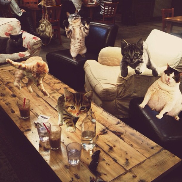 These cats can't handle their caffeine. #catastrophe #catatonic #maximumcatacity...