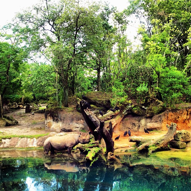 That rhino is real life....