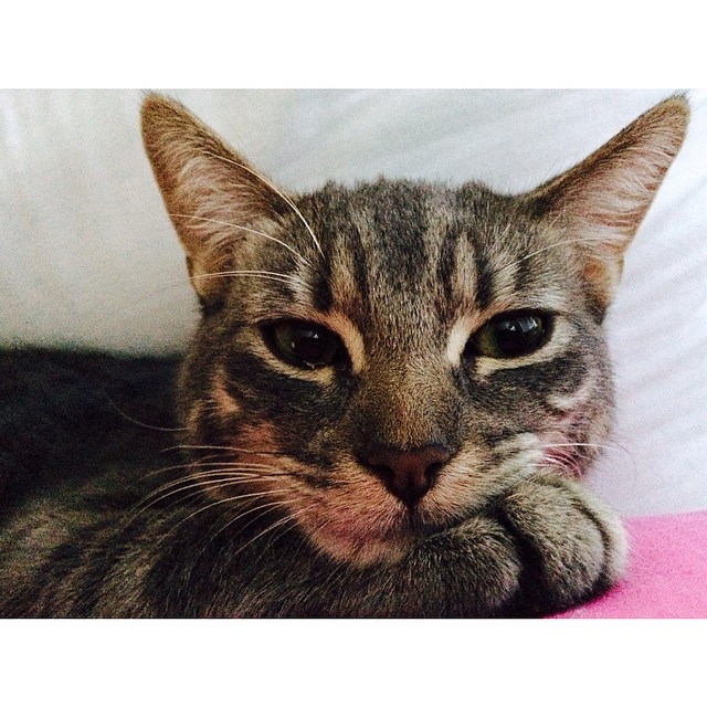 he's such a serious cat. #headshot #thedoctor #timelord...