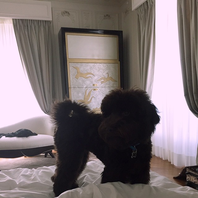 sirius doesn't want to say goodbye to paris #whereshisface...