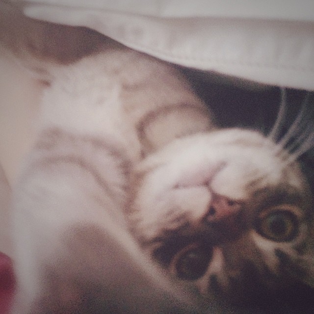 He wanted to say goodmorning to Instagram...