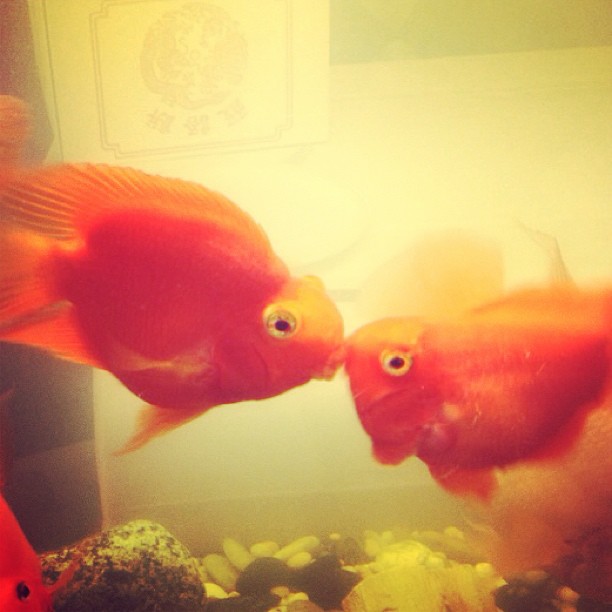 excessive PDA is so unnecessary honestly like get a room omg...