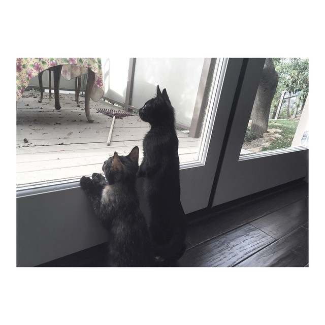 curiosity entertains the kits...