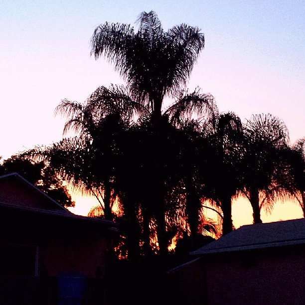 fountainous sunset palms, y'all....
