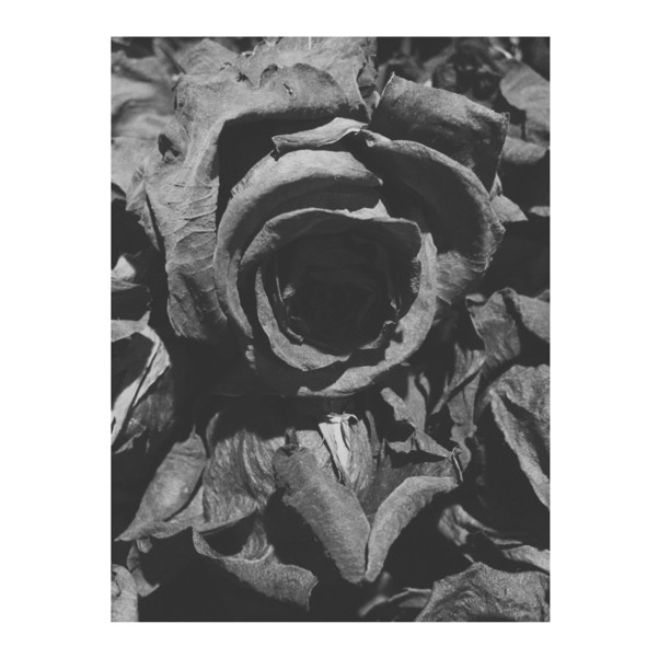 I'm sorry I can't get rid of your flowers 
dead ones are the ones I could stare ...