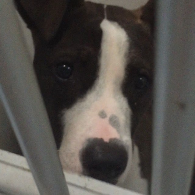 Mary, my angel @wash_humane...
