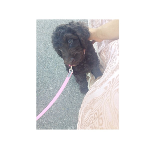 Ophelia loves having her photo taken. Toulouse and Coco are a little more shy. ♡...