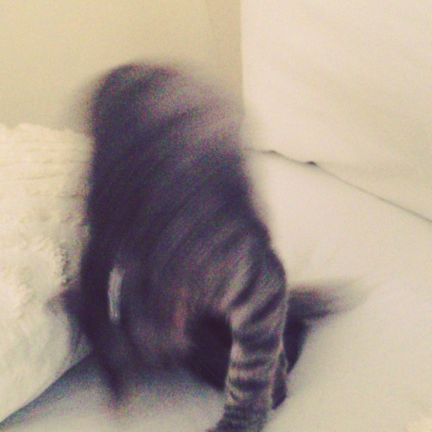 The Doctor VS the tail....