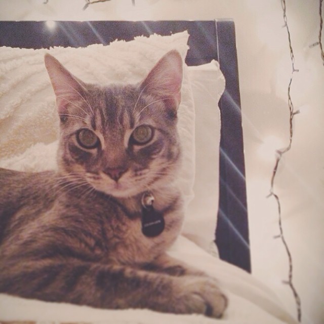 #casual #cats #catsual...