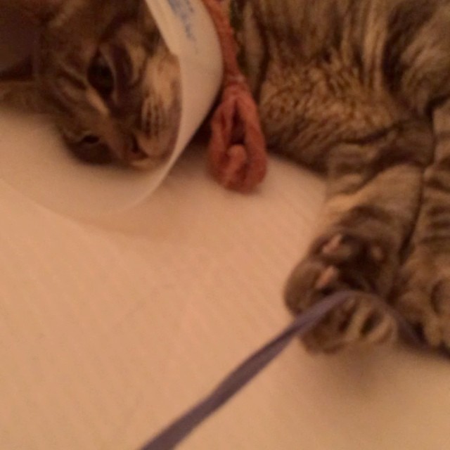 Conehead found a string.
NP-- "I'm holding on your rope, got me ten feet off the...