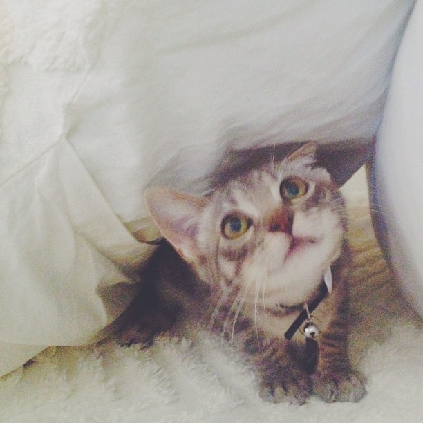 we made a fort....