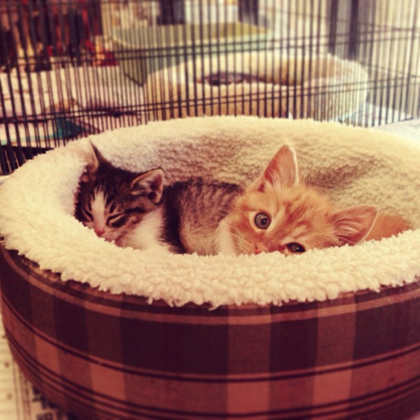 Diner breakfast and these punks: we found the best way to accidentally ring in a...