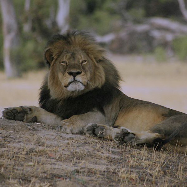#RIPCecilTheLion you pretty pretty baby :( what a horrendous story. my heart hur...