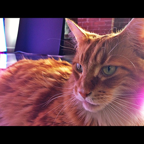 big kitty's on set...
