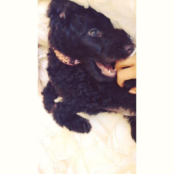 Ophelia is teething........ ...