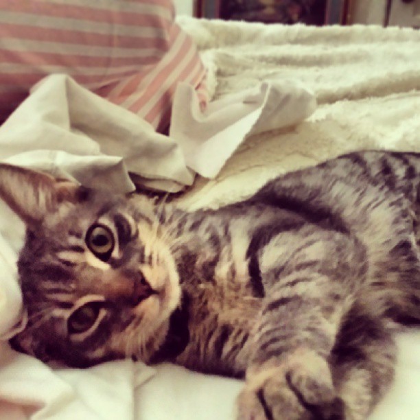 waking up with The Doctor. #kitten #littlepaws #iwannasqueezehim #latergram #sil...