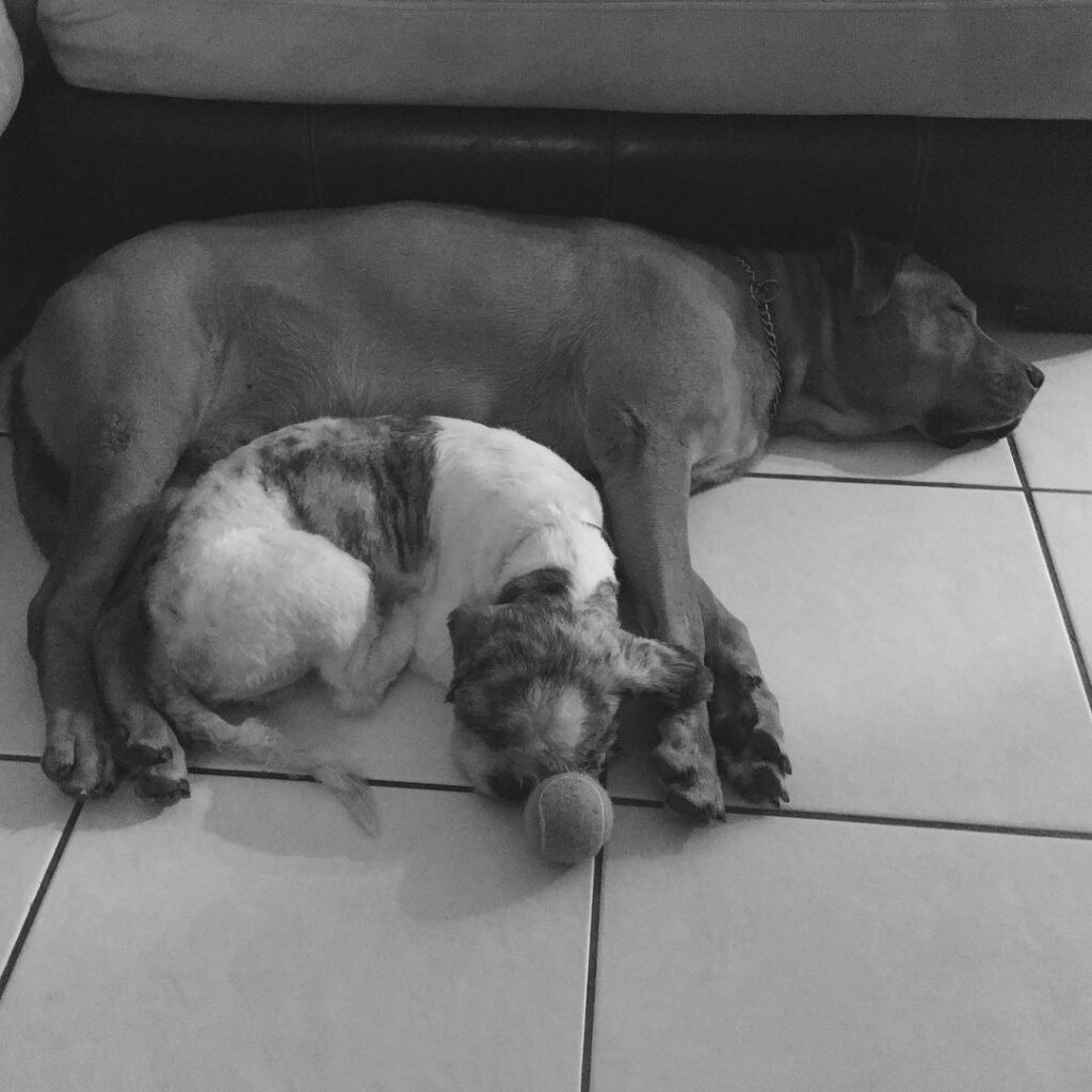 leo and ringo, little spoon and big spoon. and me, a fork...