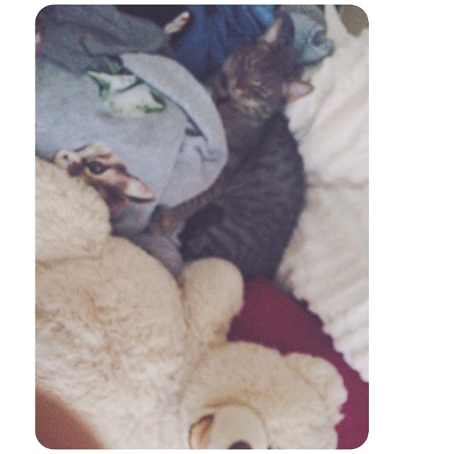 a pile of blankets and light and pillows and sweaters and the bear and a kitten ...