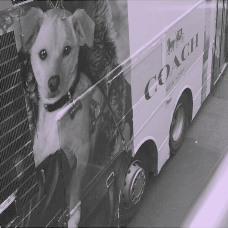 *screams* THAT'S MY BABY @coach #coachpups...