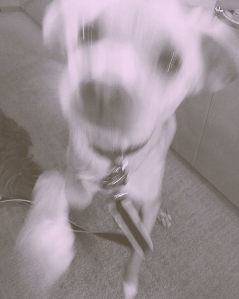 "mommmmm!!! focus on me!!!!" - toulouse...