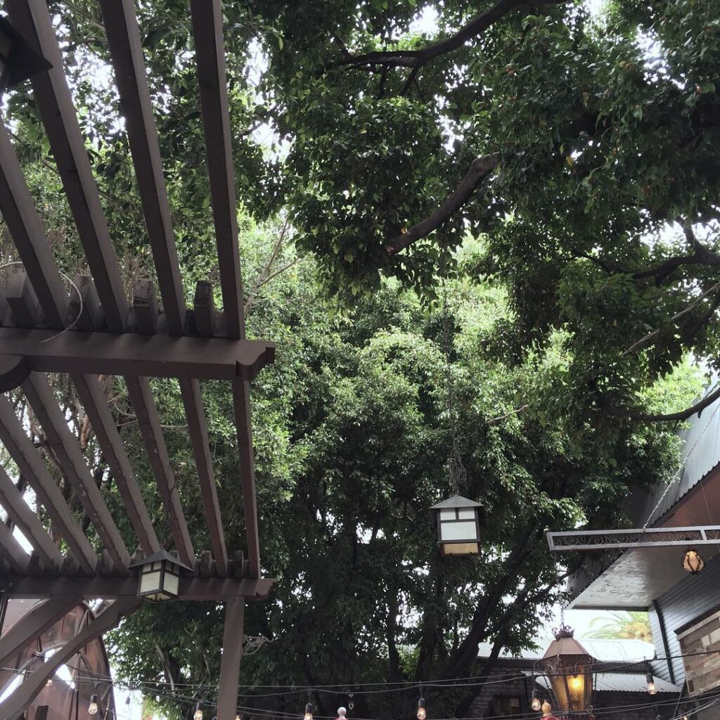 weak for a canopied tree and a cup of caffeine...