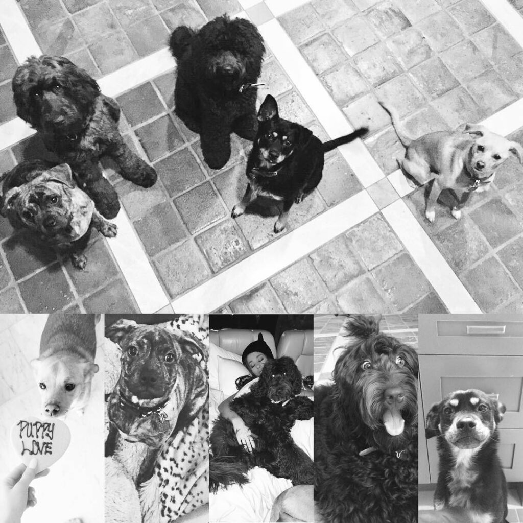 my babies are everything to me #nationaldogday...