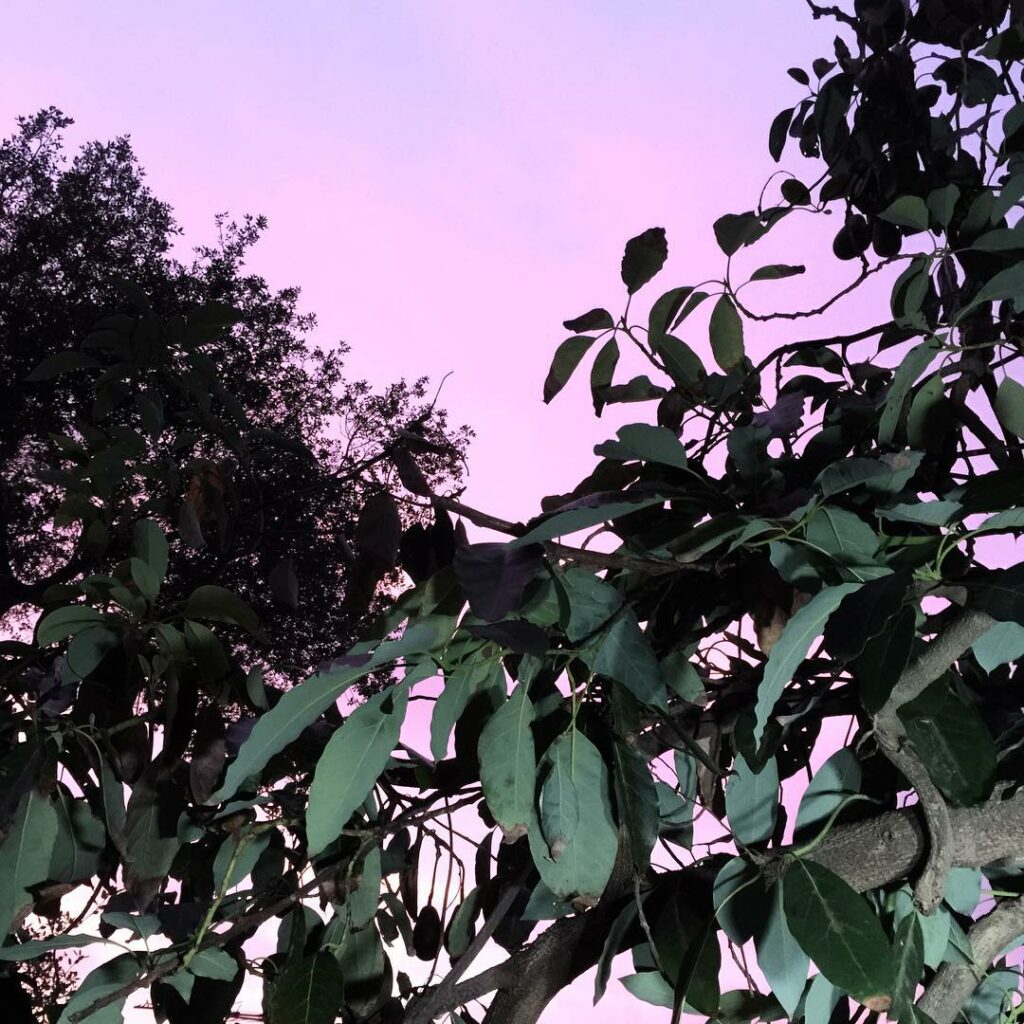 the pinkest California skies lately...