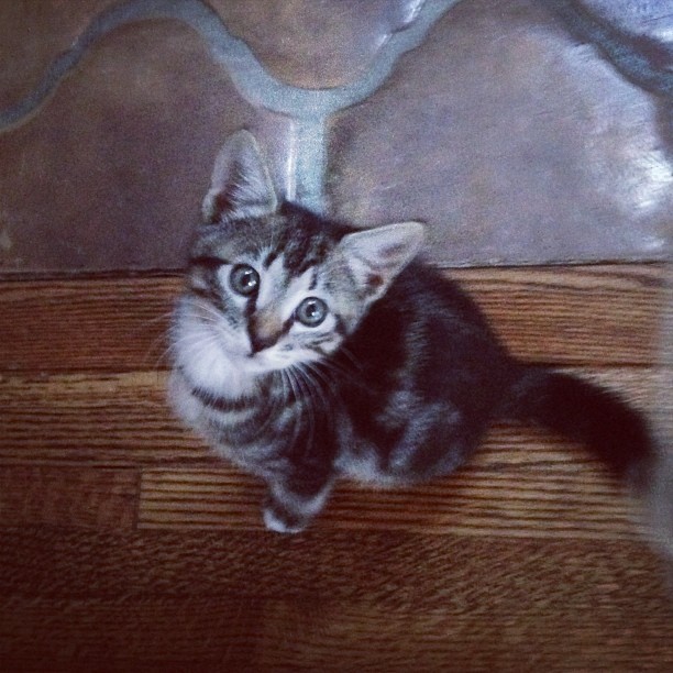 I am going to steal @lizgillz's cat....